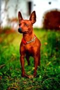 Cherie Claudia Gaudini Greenvalley | Miniature Pinscher 