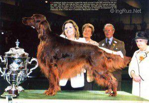 CASPIANS INTREPID | Irish Setter 