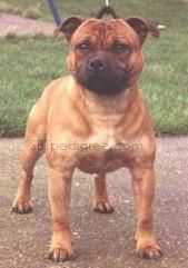 Jackstaff Wiseguy | Staffordshire Bull Terrier 