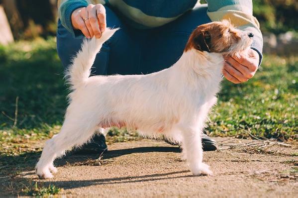 Timit-Tor valkyrie | Jack Russell Terrier 