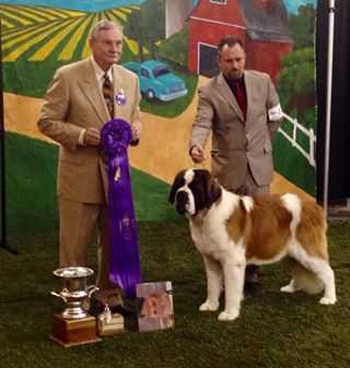 Lasquite's Ula v Valdez | Saint Bernard 