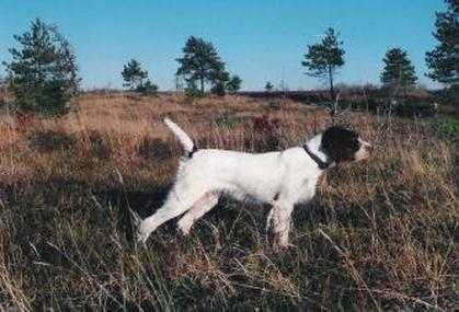 Sure Shot's Justa Miss Marker | German Wirehaired Pointer 