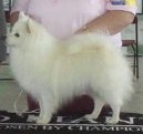 Sycamore's Apache Snopal | American Eskimo Dog 