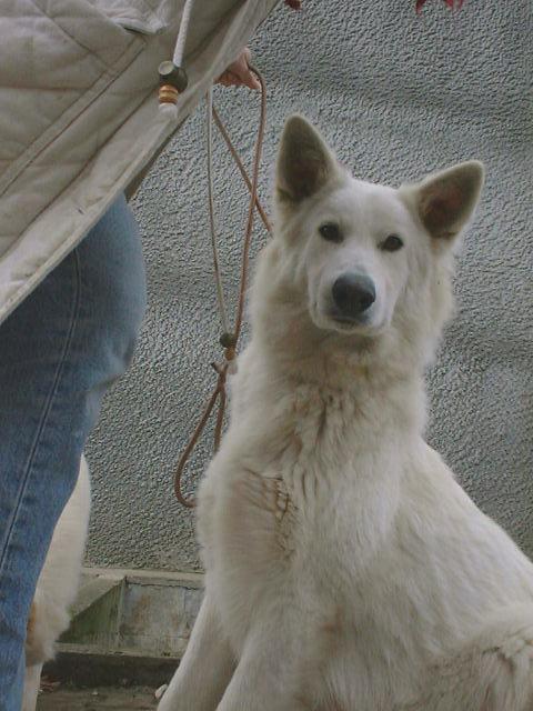 Selva de la Cour | White Swiss Shepherd Dog 