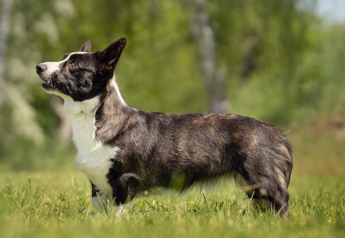 NATALIE ROYAL DIGNITY | Cardigan Welsh Corgi 