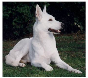 Donna Chanook von Reulerhof | White Swiss Shepherd Dog 