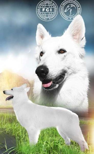 ZHASMIN NEZHNAYA IZ YUZHNOGO RAYA | White Swiss Shepherd Dog 