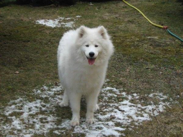 ISSA WINKY The Glow of the snowy star | Samoyed 