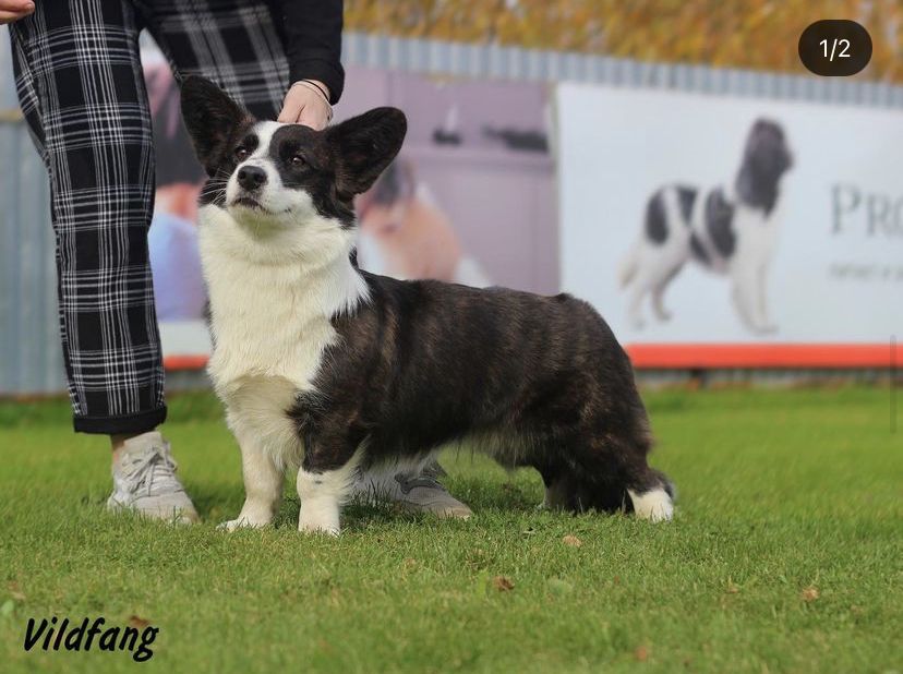 Vildfang Nasha Pandi | Cardigan Welsh Corgi 