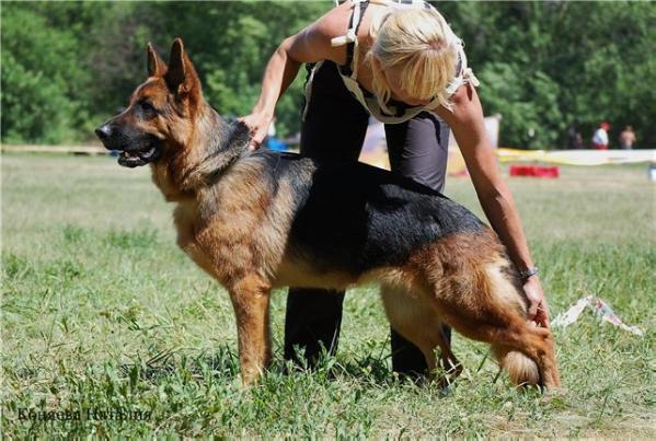 Atsel Hof Hunta | German Shepherd Dog 