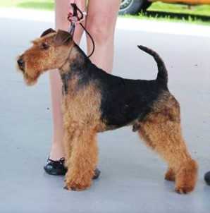 Loki od Guvernéra | Welsh Terrier 