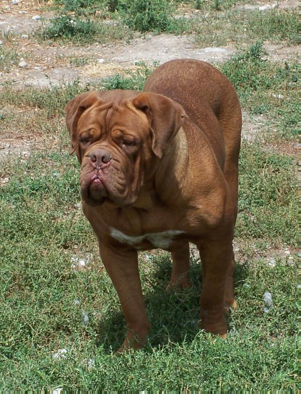 Kora Warrior Z Orisku | Dogue de Bordeaux 