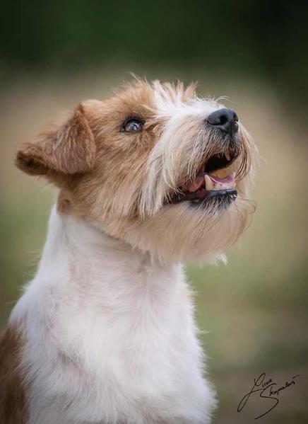 Seven Roman Hills di Sutri | Jack Russell Terrier 