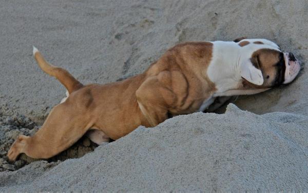 Bullforce Bastard | American Bulldog 