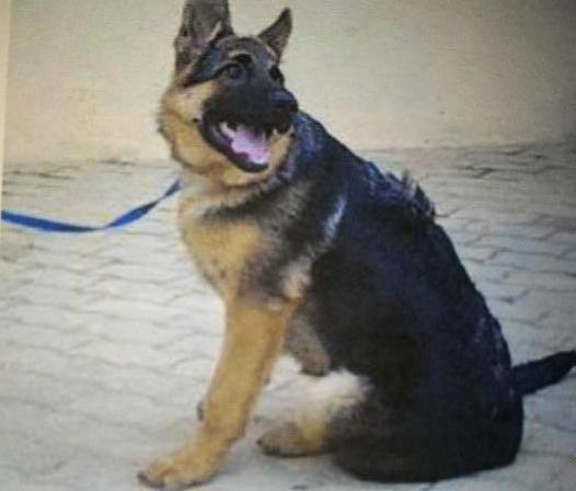 Tea (2004) | German Shepherd Dog 