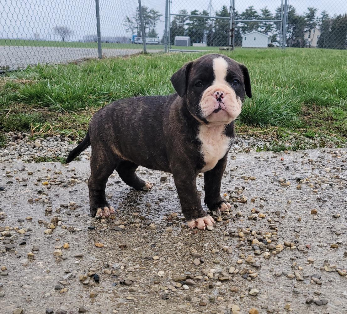 Kkbf Raya | Olde English Bulldogge 