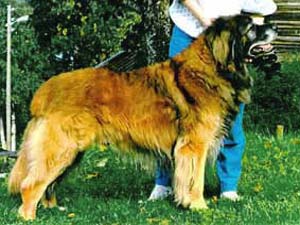 Arko av Nordens Love | Leonberger 