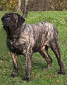 Kumormai Crouching Tiger | Mastiff 