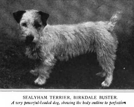 Birkdale Buster | Sealyham Terrier 