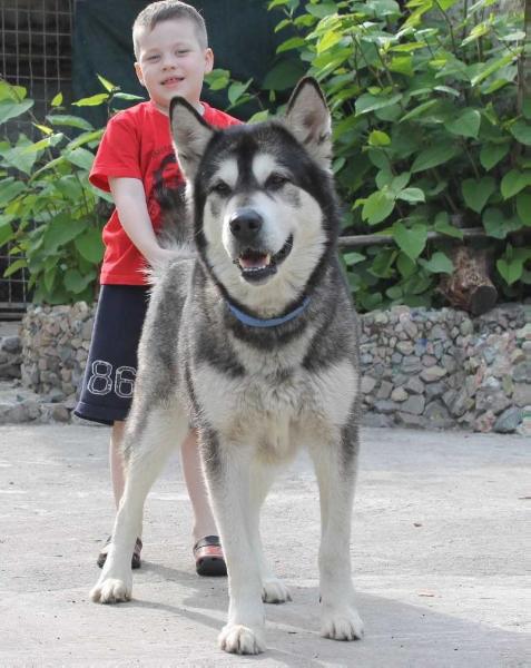 Ais Panda Sneznaja Luna | Alaskan Malamute 