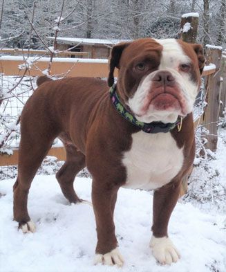 Allot Of Bully’s Queen Rina | Olde English Bulldogge 