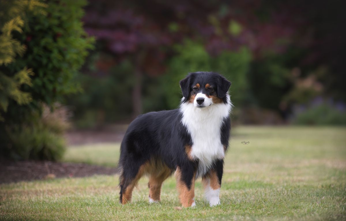 Baywinds Breakin' Hearts | Australian Shepherd 