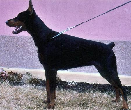 Tom-Dober Effi | Black Doberman Pinscher