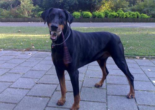 Ubro v.d. Groote Maat | Black Doberman Pinscher