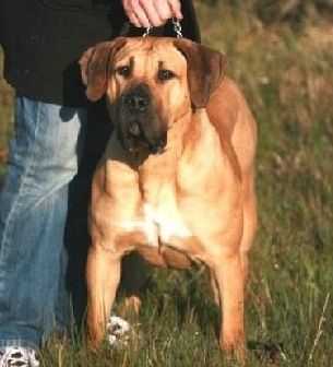 April des molosses des bomdes | Perro de Presa Canario 