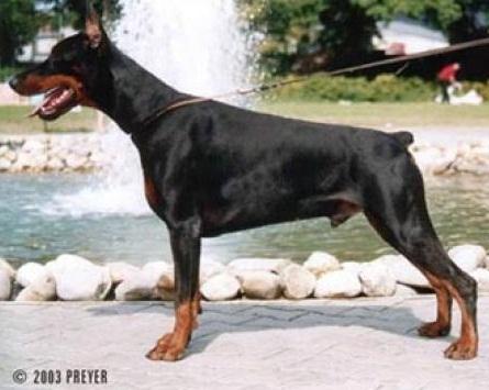 Piero Pepino Piligrimas | Black Doberman Pinscher