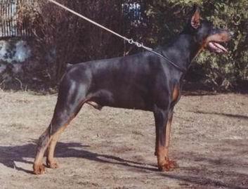 Wilson Betelges | Black Doberman Pinscher