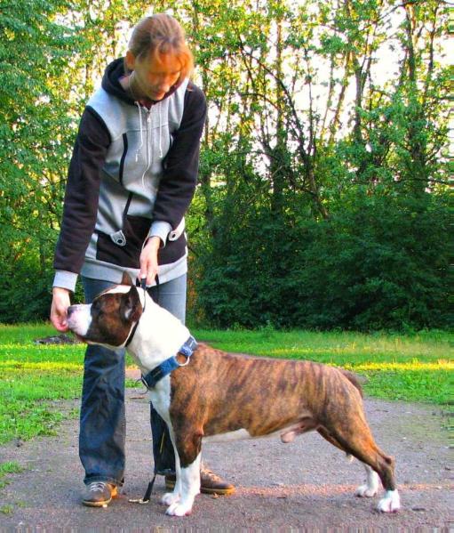 Rus Neva-Da Zvezdny Tiger | American Staffordshire Terrier 