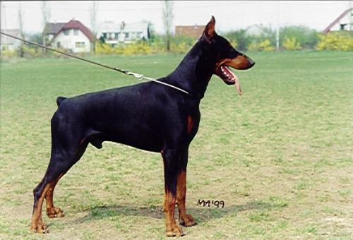 Graaf Uzo v. Neerlands Stam | Black Doberman Pinscher