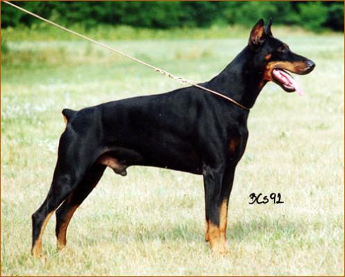 Rotburg Dombi Borisz Lucifer | Black Doberman Pinscher