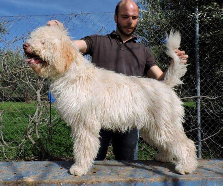 Dafne de Ubbadat | Spanish Water Dog 