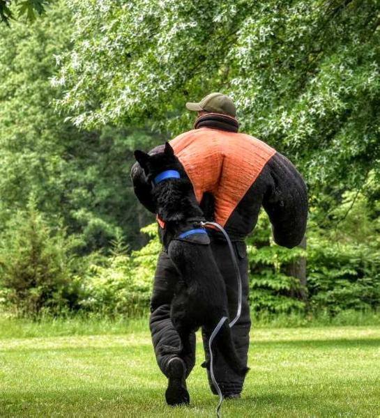 Hammer Van Tiekerhook | German Shepherd Dog 