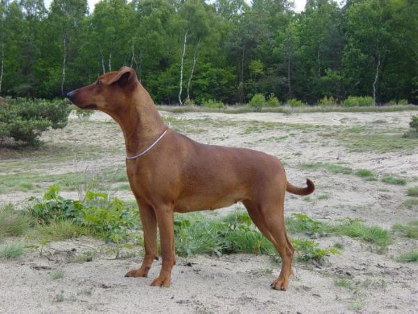 TIFFANY Black Bohemia | German Pinscher 