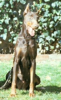 Ahana de Grifeu | Brown Doberman Pinscher