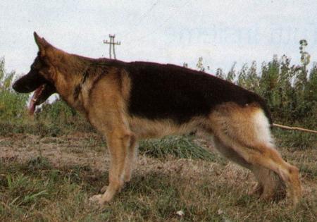 Iso von der Wienerau | German Shepherd Dog 