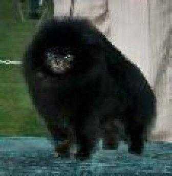 Pombreden's Black Lil Bity Bit | Pomeranian 