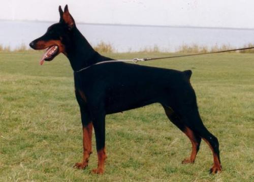 Nell de Grifeu | Black Doberman Pinscher