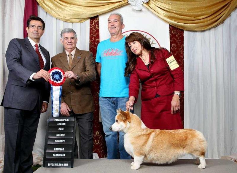 Alenclaud Candela | Pembroke Welsh Corgi 