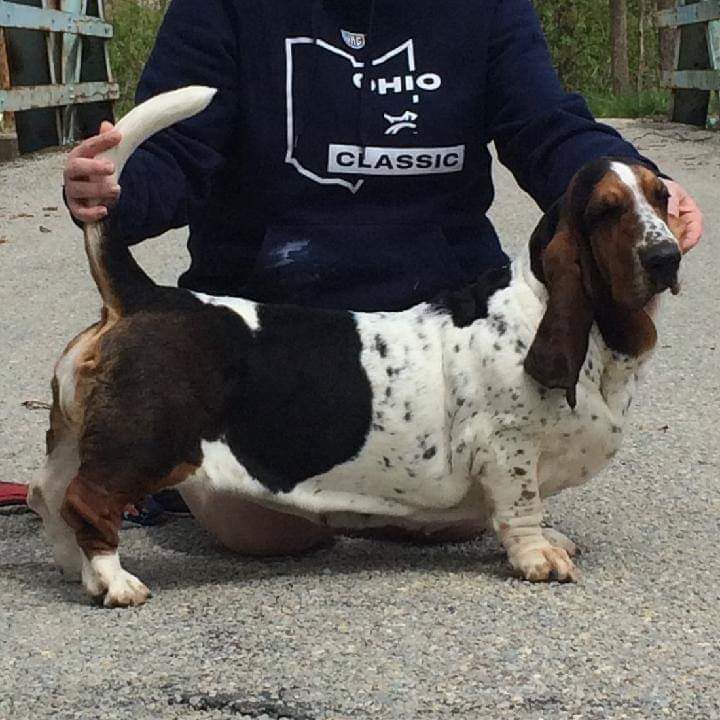 Corkey's Maple Sugar Bacon on Honeymoon | Basset Hound 