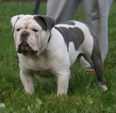 Pacific Blue's Mc Kyver | Olde English Bulldogge 