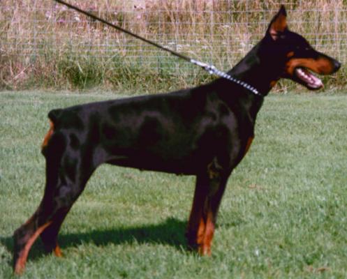 Gladis v. Nassau-Oranien | Black Doberman Pinscher