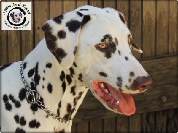 Ohanna of Avalon Land | Dalmatian 