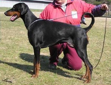 Anything For You Alias | Black Doberman Pinscher