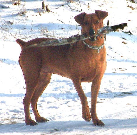 MAFIA z Zadziornego Gangu | German Pinscher 