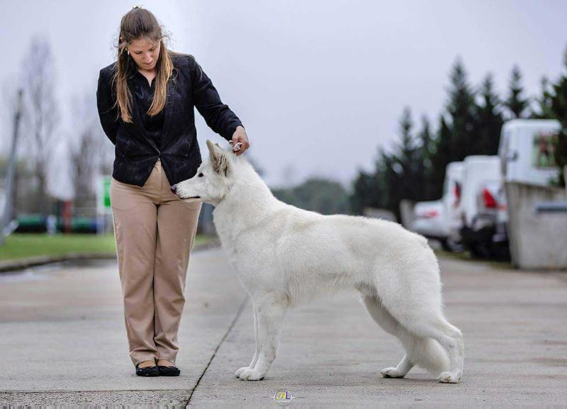 Lancelot la Condesa del Alba - Alkina | White Swiss Shepherd Dog 