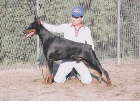 Graaf Lars v. Neerlands Stam | Black Doberman Pinscher